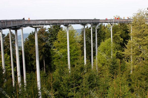 tree_top_walk_bridge_04